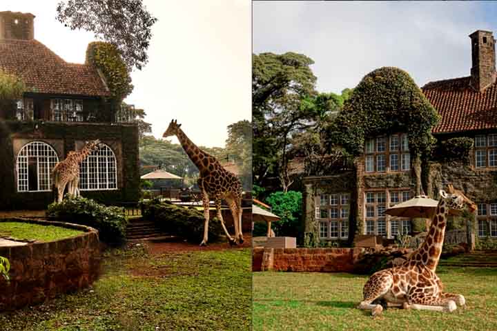 <p>5º) Giraffe Manor, Nairóbi, Quênia: Instalado em uma mansão de 1930, é um dos hotéis mais fotografados do mundo e serve como santuário das girafas Rothschild, que circulam livremente pelo local e costumam interagir com os hóspedes.</p>
