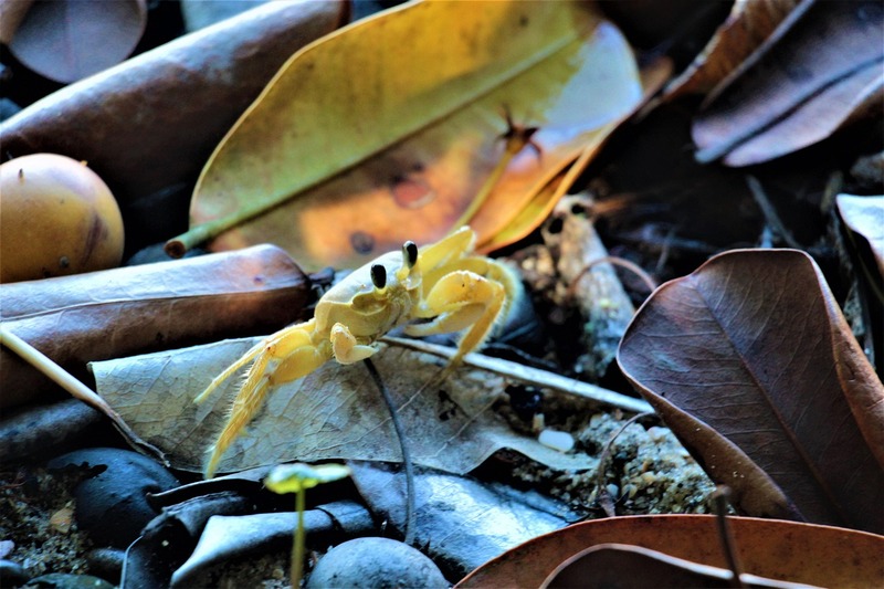 <p>Os siris, por sua vez, têm as patas traseiras achatadas e amplas, que lhes permitem nadar com facilidade. De modo geral, eles são menores do que os caranguejos (50 cm de tamanho), com uma envergadura máxima de cerca de 20 cm.</p>
