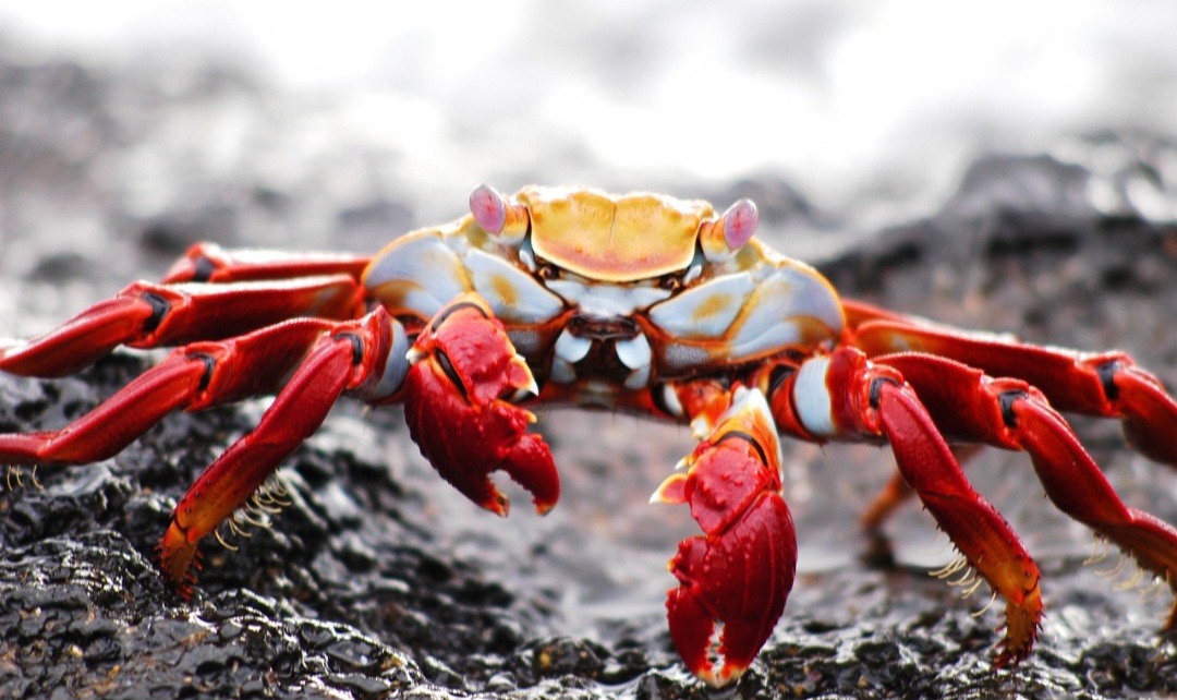 <p>Eles são animais ricos em zinco, sais minerais e cálcio (excelente para idosos, pois é essencial para indivíduos que possuem doenças nos ossos e articulações).</p>
