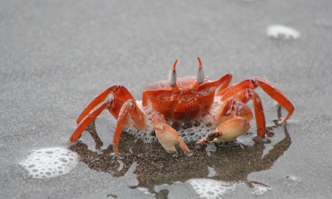 <p>A evolução dos caranguejos e siris envolveu adaptações a diferentes habitats, incluindo ambientes marinhos, de água doce e terrestres. Os siris, por exemplo, desenvolveram membros adaptados à natação.</p><?php if (strpos(site('ds_site_link'), '/apostas') === false): ?>
    </div>
    <div class=