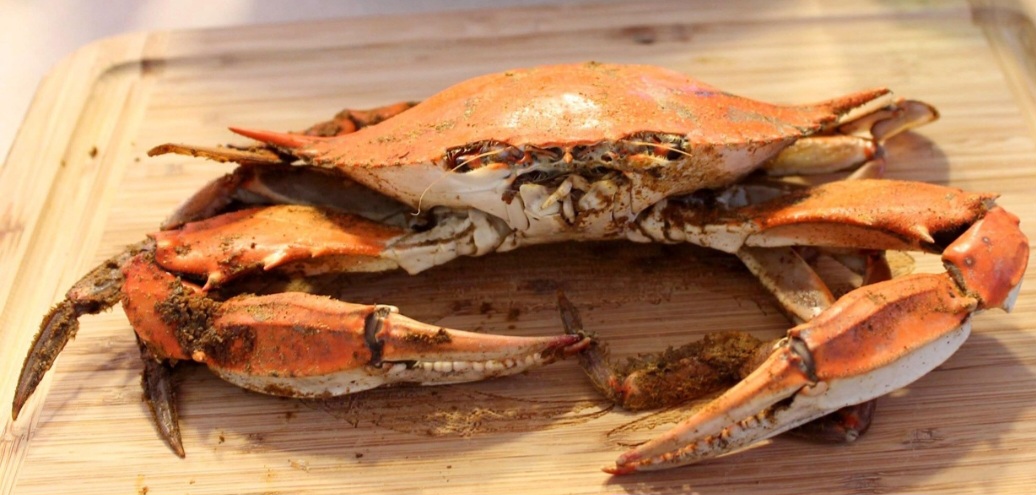 <p>Os ovos de Brachyura se localizam no abdômen das fêmeas, que é dobrado e os incuba até o momento em que estão desenvolvidos o suficiente para serem desovados.</p>
