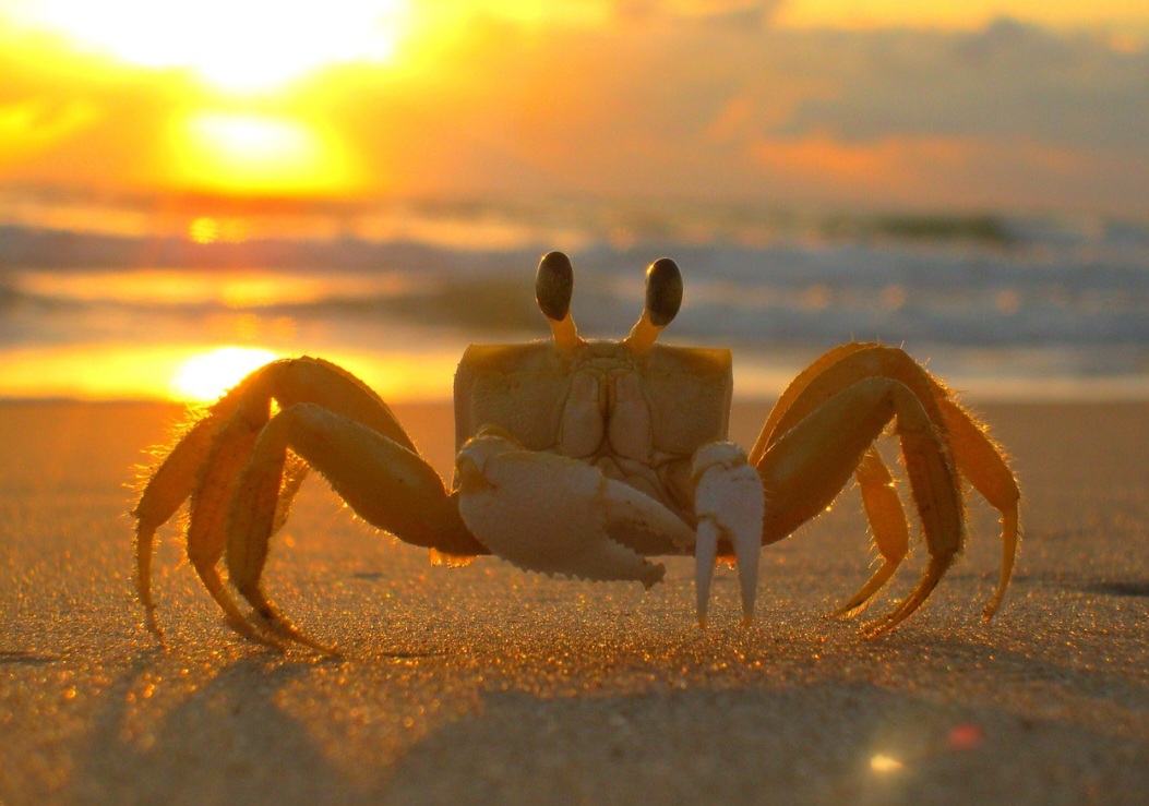 <p>Assim, os siris também desempenham um papel vital nos ecossistemas aquáticos, contribuindo para o equilíbrio e funcionamento dos sistemas. Eles participam da cadeia alimentar, atuam como predadores e presas, e auxiliam na reciclagem de nutrientes.</p>
