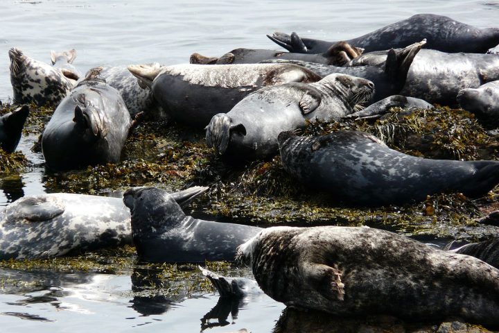 <p>Atualmente, além dos poucos moradores humanos, a ilha é lar de cerca de 200 focas-cinzentas e 300 ovelhas, além de voluntários e trabalhadores sazonais que passam períodos no local.</p><?php if (strpos(site('ds_site_link'), '/apostas') === false): ?>

    </div>

    <div class=