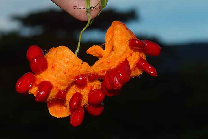 <p>Originário das regiões tropicais e subtropicais da Ásia, este fruto foi domesticado na Índia, de onde se espalhou para outras partes do continente. Na sequência, ele apareceu também na África e nas Américas, com seu formato único.</p></div>

<!-- INTERBANNER 5 [RETANGULO(BR)] - DESKTOP - [INTERNAS] -->
<div class=