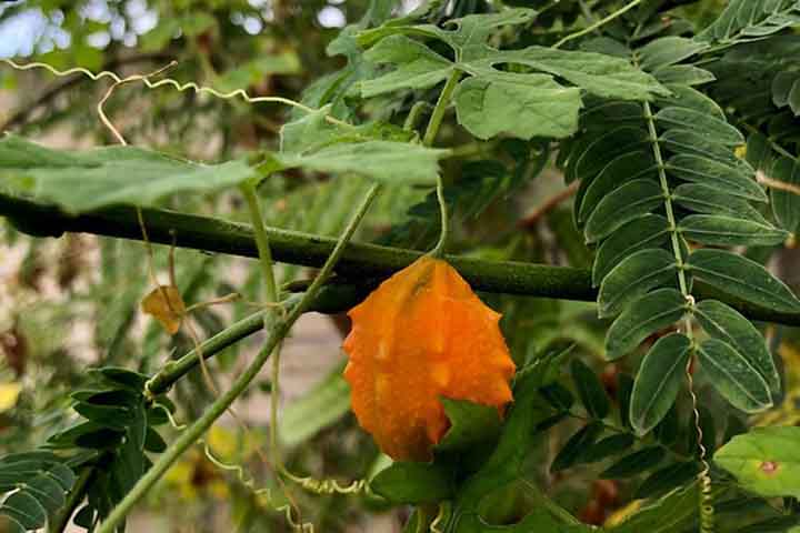 <p>Um dos aspectos em que este fruto se destaca é na medicina tradicional. Afinal, suas folhas e raízes ajudam no tratamento de diferentes condições, como problemas digestivos e infecções.</p><?php if (strpos(site('ds_site_link'), '/apostas') === false): ?>
    </div>

    <div class=