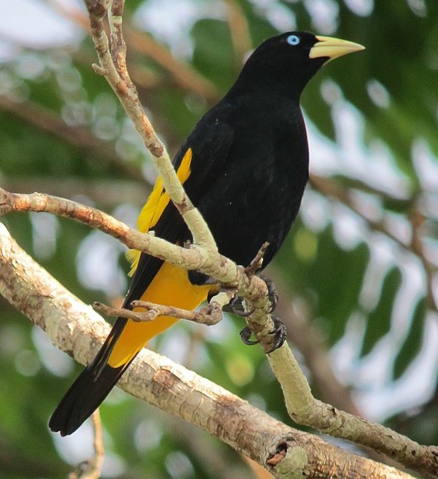 <p>A espécie foi avaliada como Pouco Preocupante na Lista Vermelha da União Internacional para Conservação da Natureza de 2020. Veja outras curiosidades sobre essa ave singular!</p><?php if (strpos(site('ds_site_link'), '/apostas') === false): ?>
    </div>

    <div class=