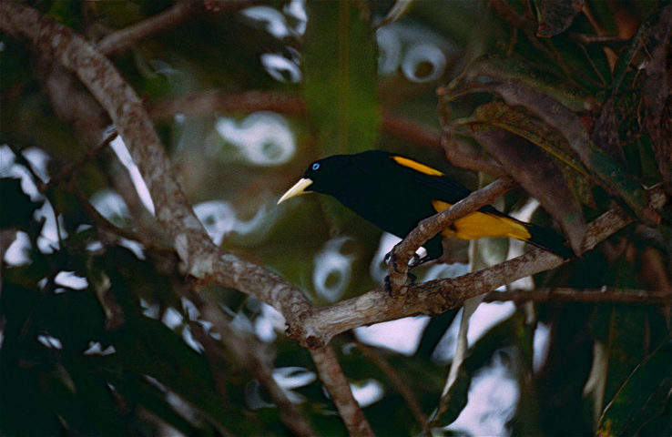 <p>Além de ser chamado de xexéu, essa ave também é chamada de japu e japiim, pertencente à família Icteridae, que inclui outras espécies como graúnas e chopins.</p><?php if (strpos(site('ds_site_link'), '/apostas') === false): ?>
  </div>

  <div data-type=