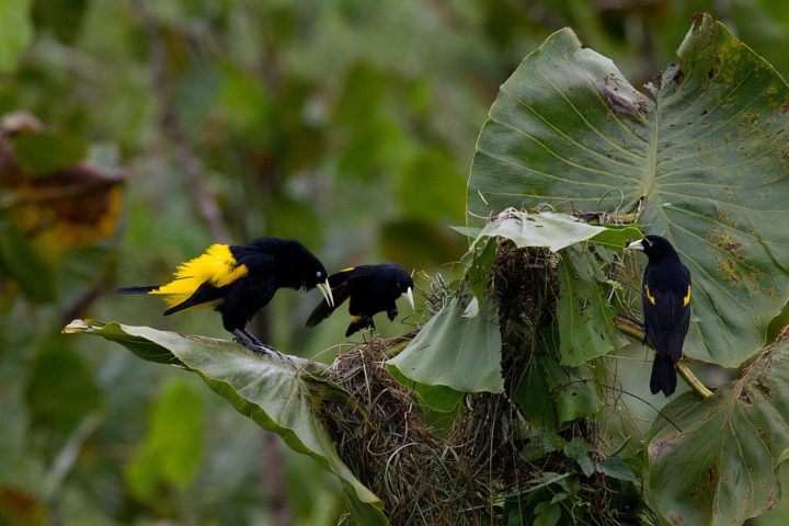 <p>Uma característica marcante do japiim é seu comportamento social. Eles são aves gregárias, vivendo em bandos e construindo ninhos em colônias.</p><?php if (strpos(site('ds_site_link'), '/apostas') === false): ?>

    </div>

    <div class=