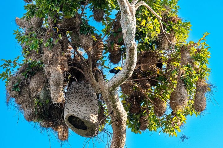 <p>Os ninhos são feitos de fibras vegetais entrelaçadas, em formato de bolsa alongada, pendurados em árvores altas, geralmente próximos a colmeias de vespas ou formigas, uma estratégia para proteger os ovos e filhotes de predadores.</p>
