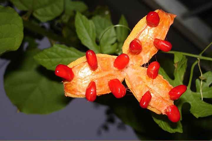 <p>Seus compostos antioxidantes ajudam a proteger o organismo contra danos causados pelos radicais livres e suas propriedades anti-inflamatórias podem auxiliar na redução de inflamações.</p>
