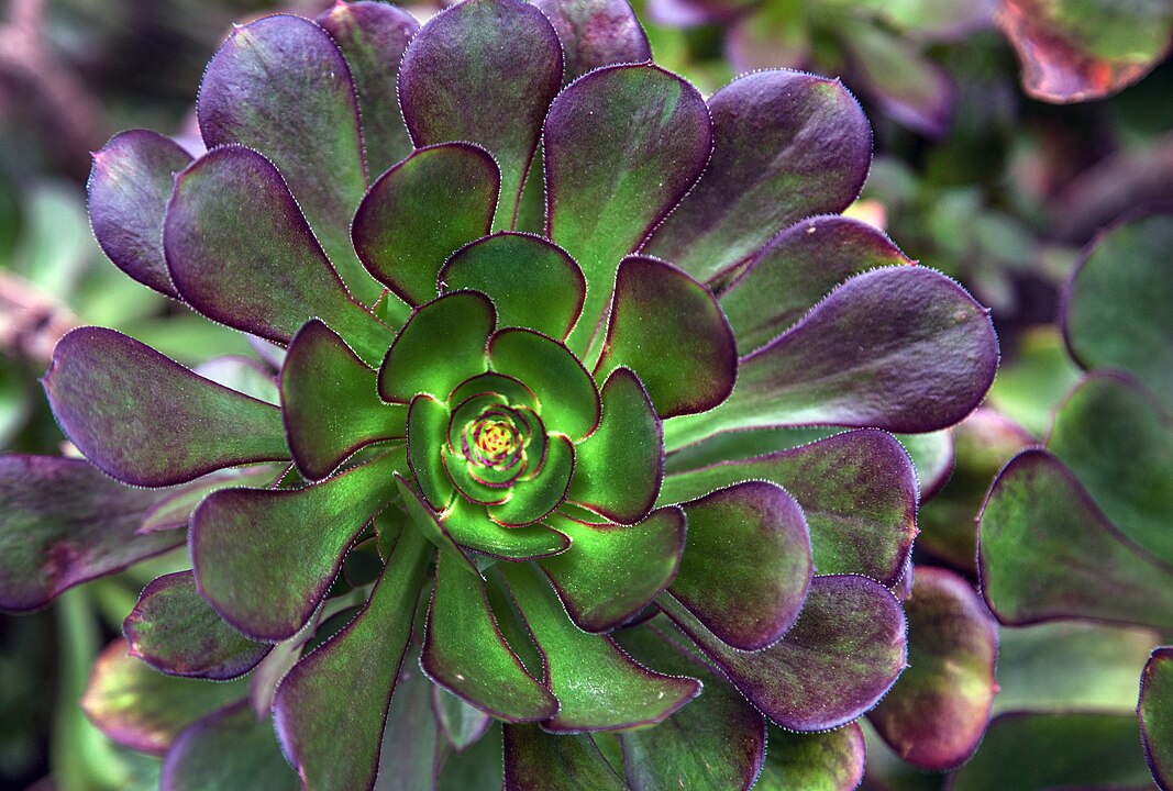 <p>Sua capacidade de armazenar água nas folhas ou caules os torna extremamente resistentes à seca, com estética variada e manutenção quase zero — uma ótima escolha para um jardim “preguiçoso” e funcional.</p>
