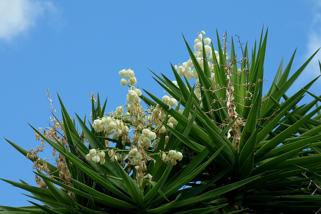 <p>Outras fontes apontam a Mesoamérica (El Salvador, Guatemala e México) como centro de origem para determinadas espécies como Yucca gigantea .</p>
