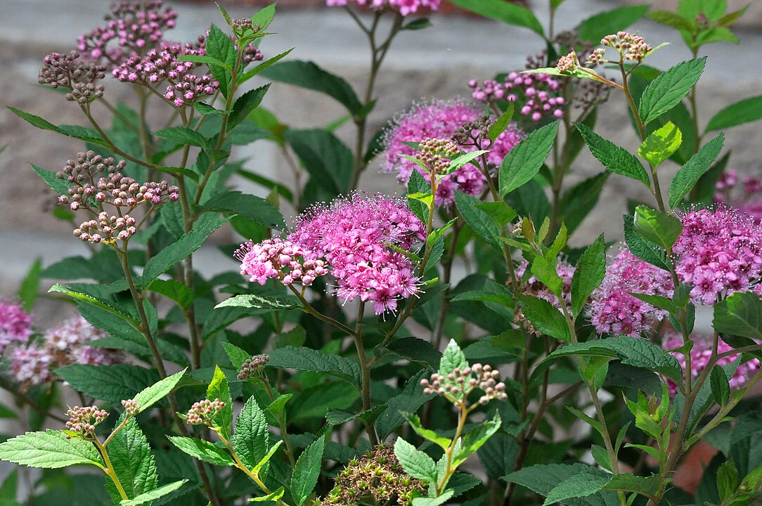 <p>Uma das espécies, Spiraea japonica, é originária do Japão e da China, crescendo bem em solo alcalino, sob sol pleno ou meia-sombra .</p><?php if (strpos(site('ds_site_link'), '/apostas') === false): ?>
    </div>
    <div class=