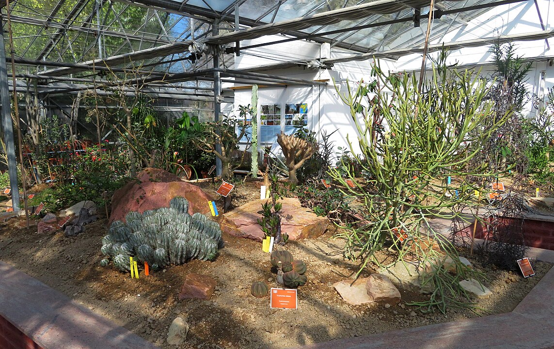 <p>Manter um jardim bonito nem sempre exige mãos experientes ou tempo livre. Escolher plantas que crescem com autonomia, exigindo poucas ou nenhuma intervenção de poda, transforma o cuidado do espaço verde em algo simples e prazeroso.</p>
