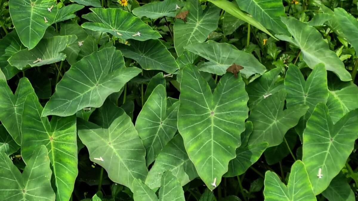 Taioba: benefícios da planta nutritiva que pode transformar sua alimentação