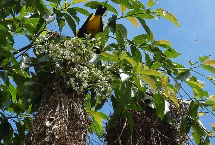 <p>As fêmeas brigam para conseguir os melhores lugares para fazer seus ninhos, garantindo que sejam seguros para os ovos. Já os machos competem entre si, principalmente por meio do canto.</p>
