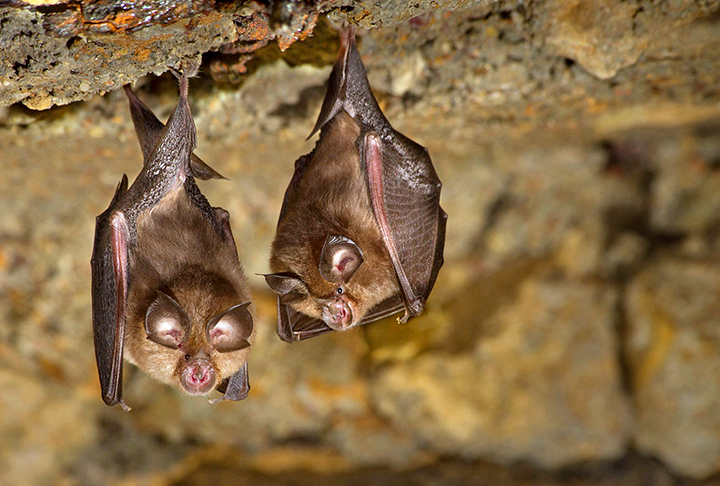<p>Uma equipe do Museu de História Natural de Berlim registrou recentemente, pela primeira vez, imagens de uma espécie de morcego que não era vista desde 1970.</p>
