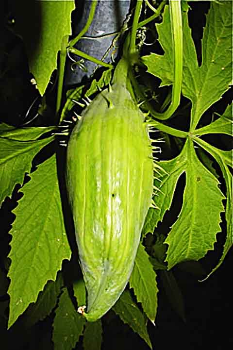 <p>Por isso, é aconselhado consumir o melão-de-São-Caetano somente sob a recomendação de um médico ou de um especialista no uso de plantas medicinais.</p>
