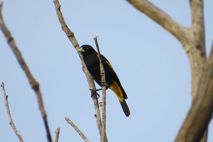 <p>No Brasil, o xexéu é bastante comum em regiões de florestas tropicais, cerrados e áreas abertas, especialmente na Amazônia e no Pantanal.</p>
