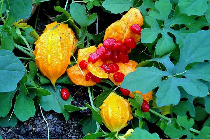 <p>Uma planta medicinal também indicada para complementar o tratamento de alguns problemas de pele, como picada de inseto, feridas ou eczema, que é uma inflamação na pele</p>
