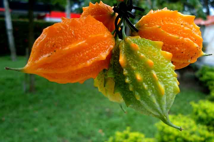 <p>Seu fruto se abre em três válvulas e no seu interior existem sementes achatadas vermelhas envolvidas por uma polpa doce e comestível. As demais partes do fruto possuem um sabor mais amargo.</p>
