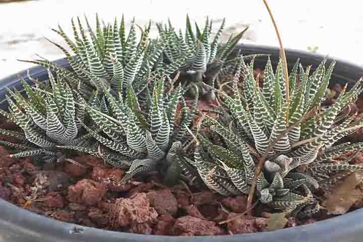 <p>Cactos e suculentas constituem um grupo diversificado de plantas xerófitas adaptadas a ambientes áridos e secos. Os cactos pertencem à família Cactaceae, com quase 2 mil espécies nativas da América do Norte e do Sul — especialmente México — e cultivadas mundialmente .</p>
