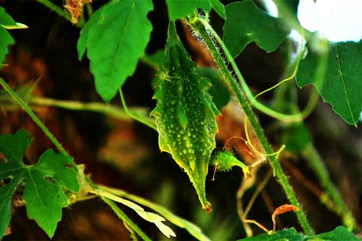 <p>Não há uma região específica no Brasil onde ele seja mais abundante, pois sua adaptabilidade permite que cresça em diversos ambientes. É comum em pomares, hortas, cafezais, terrenos baldios, cercas e alambrados.</p>
