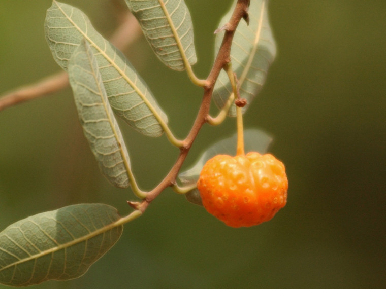 Fruta da mamacadela (Brosimum gaudichaudii), &aacute;rvore t&iacute;pica do cerrado brasileiro. Pesquisa da USP revela abund&acirc;ncia de vitamina C e de vitamina A