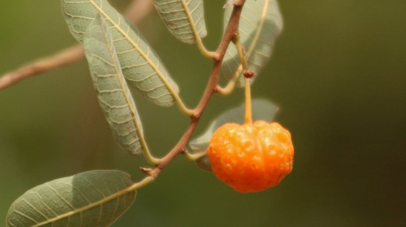 Fruta da mamacadela (Brosimum gaudichaudii), &aacute;rvore t&iacute;pica do cerrado brasileiro. Pesquisa da USP revela abund&acirc;ncia de vitamina C e de vitamina A 
