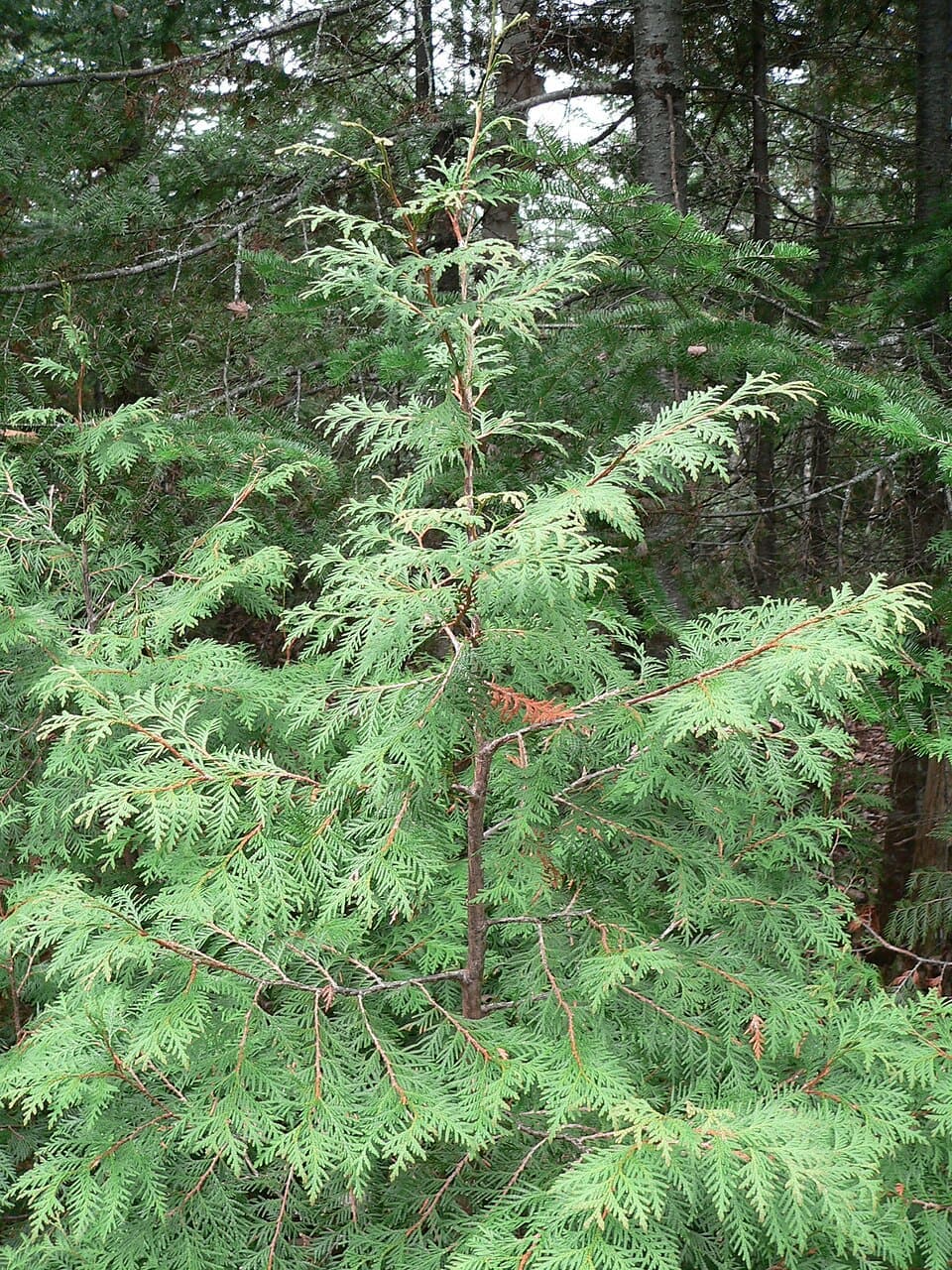<p>A Tuia americana, ou Thuja occidentalis, é uma conífera perene da família Cupressaceae, nativa do leste do Canadá e do norte dos Estados Unidos .</p>
