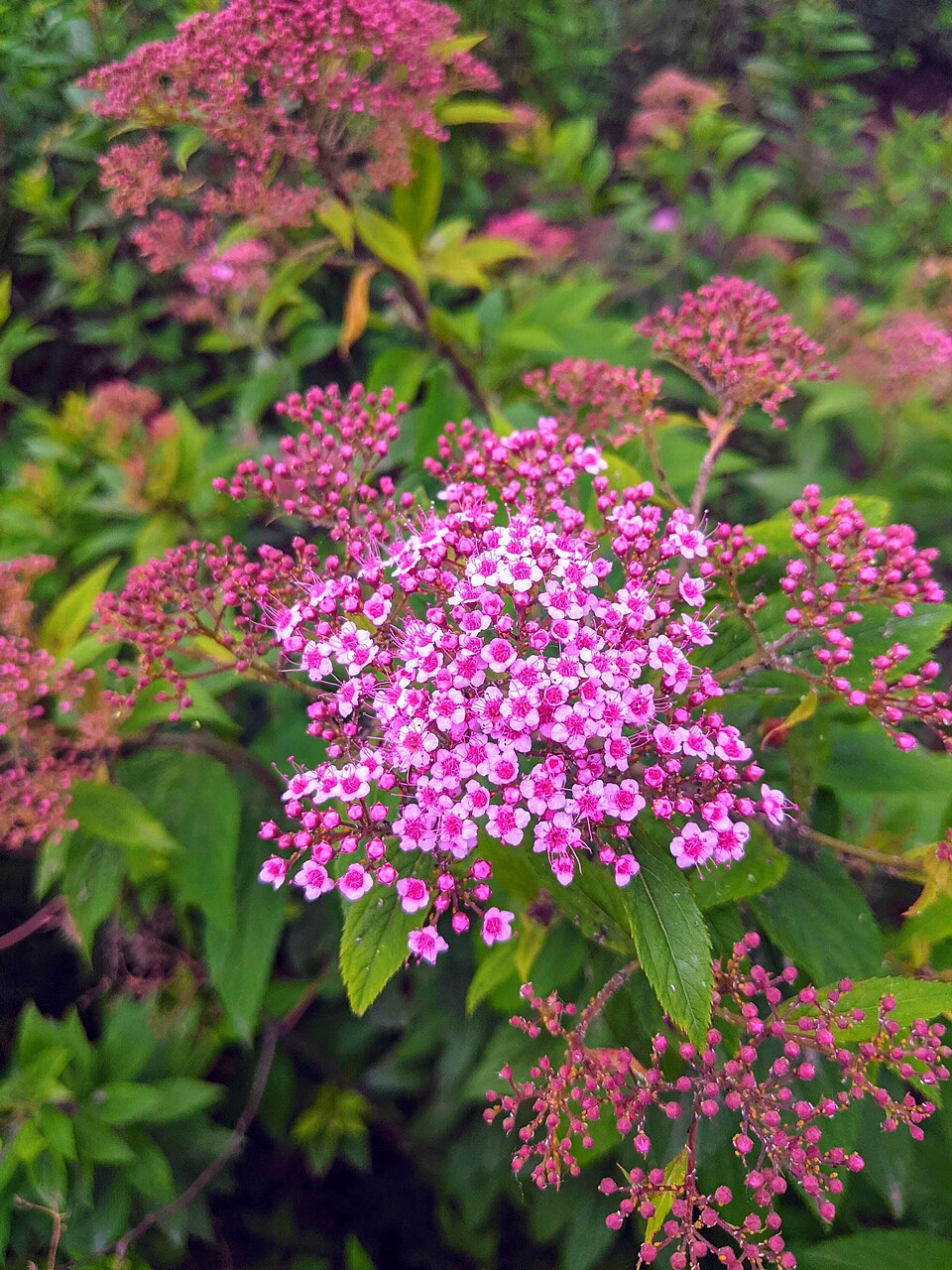 <p>Popularmente chamada de “buquê de noiva”, a Espireia exibe flores vibrantes em tons de rosa, roxo ou branco, atingindo entre 60 cm e 1,5 m de altura .</p><?php if (strpos(site('ds_site_link'), '/apostas') === false): ?>

    </div>

    <div class=