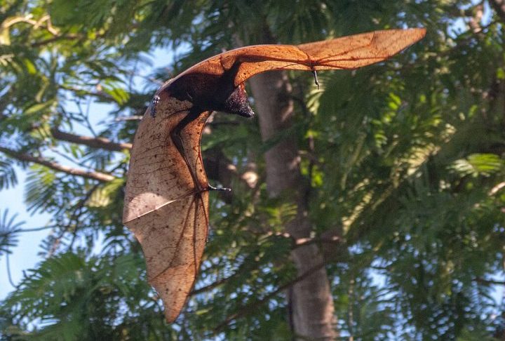 <p>Apesar do tamanho assustador, esse morcego é considerado inofensivo a seres humanos e se alimenta basicamente de frutas e algumas folhas.</p>
