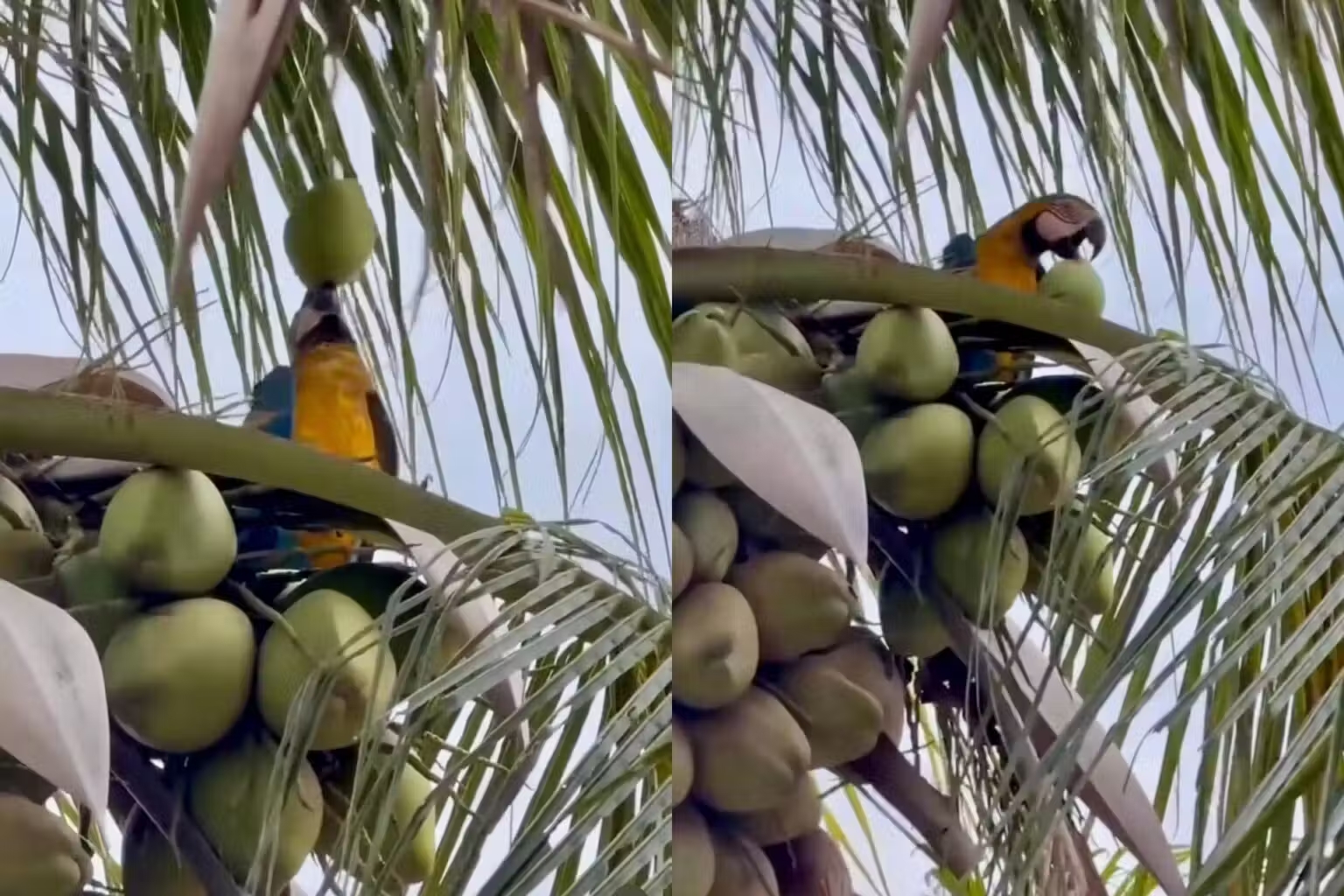 <p>Um vídeo gravado em Cuiabá, Mato Grosso, mostra uma arara-canindé exibindo inteligência e graça ao beber água de coco no alto de um coqueiro. A cena encantou internautas e somou mais de meio milhão de visualizações em 48 horas no Instagram do “Só Notícia Boa”.</p>
