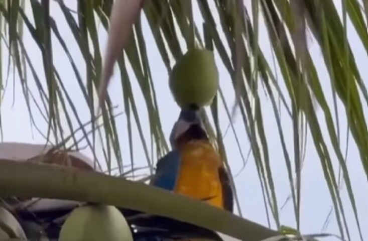 <p>O pássaro impressiona ao segurar o coco com o bico, equilibrá-lo e beber todo o líquido de uma vez. Depois, sem a menor preocupação, descarta o fruto lá de cima, arrancando risadas do público.</p></div>

<!-- INTERBANNER 5 [RETANGULO(BR)] - DESKTOP - [INTERNAS] -->
<div class=