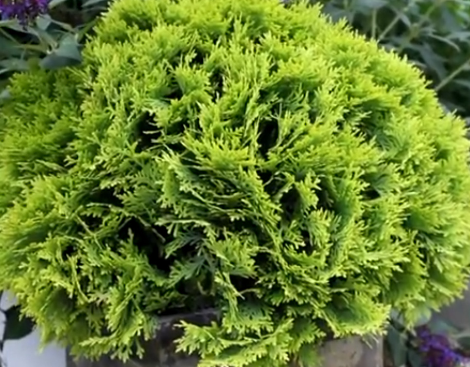 <p>A variedade anã “Anna’s Magic Ball” destaca-se por sua forma compacta e visual limpo, ideal para cercas-vivas discretas e com manutenção reduzida .</p>
