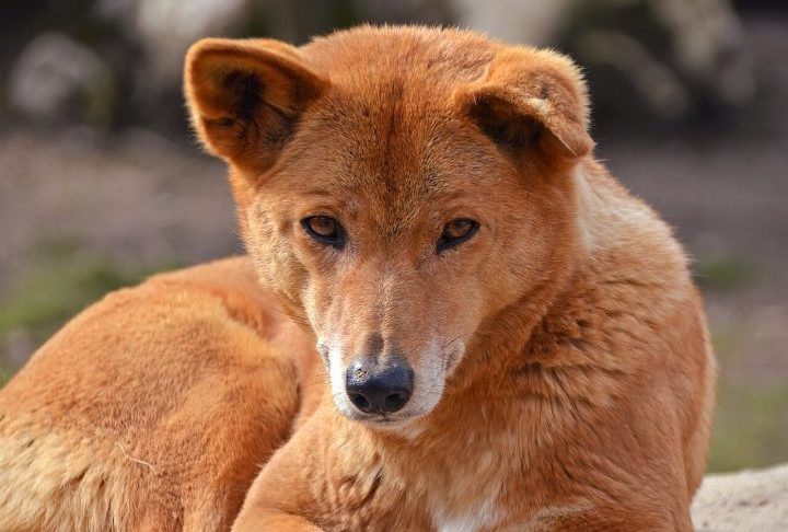<p>Os dingos desempenham um papel vital como predadores de topo, ajudando a controlar populações de herbívoros e espécies invasoras.</p>
