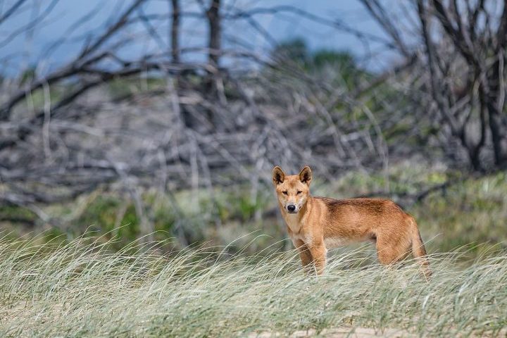 <p>Os dingos são canídeos selvagens nativos da Austrália, descendentes de lobos asiáticos que chegaram ao continente há milhares de anos.</p>
