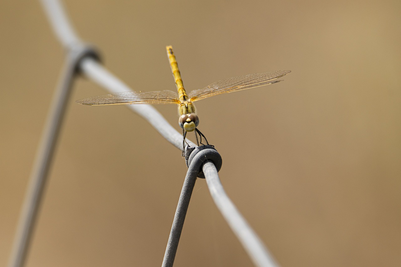 <p>As libélulas são insetos fascinantes que servem como indicadoras ecológicas, já que sua presença está frequentemente associada à boa qualidade da água em ambientes aquáticos. Veja curiosidades sobre elas.</p><?php if (strpos(site('ds_site_link'), '/apostas') === false): ?>
    </div>

    <div class=