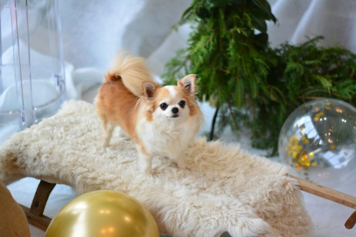 <p>Devido à sua fragilidade física, exigem cuidado no manuseio, mas costumam se adaptar perfeitamente à vida em apartamentos e espaços pequenos.</p>
