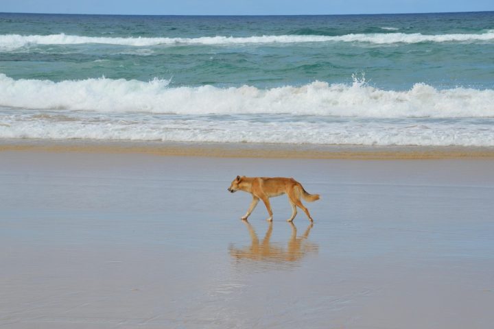 <p>Em 2023, um menino de 10 anos foi mordido e arrastado para a água por animais da espécie enquanto caminhava em uma praia. Por sorte, ele foi salvo pela mãe e sofreu apenas ferimentos leves.</p><?php if (strpos(site('ds_site_link'), '/apostas') === false): ?>
    </div>

    <div class=