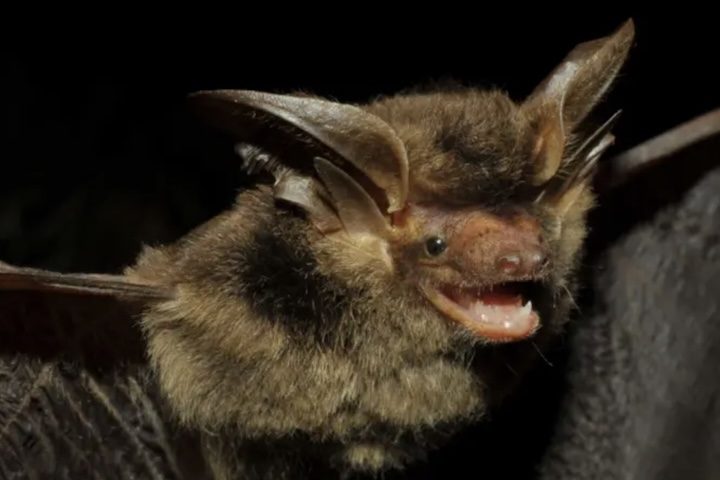 <p>Histiotus alienus – Depois de ficar mais de um século desaparecido, esse morcego endêmico do sul do Brasil voltou a ser registrada por pesquisadores brasileiros em 2018.</p>
