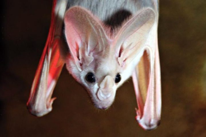 <p>Morcego-fantasma – Natural do norte da Austrália, essa espécie é conhecida por sua capacidade de caça silenciosa e pela dificuldade de ser visto em seu habitat.</p><?php if (strpos(site('ds_site_link'), '/apostas') === false): ?>

    </div>

    <div class=