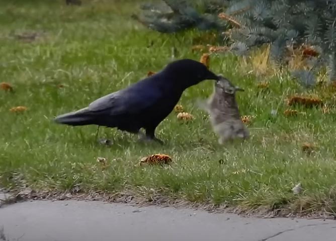 <p>Com habilidades de resolução de problemas, os corvos possuem memória excepcional. Por isso, já foram muito utilizados como mensageiros. Curiosamente demonstram comportamentos lúdicos e até mesmo brincam.</p><?php if (strpos(site('ds_site_link'), '/apostas') === false): ?>
    </div>
    <div class=