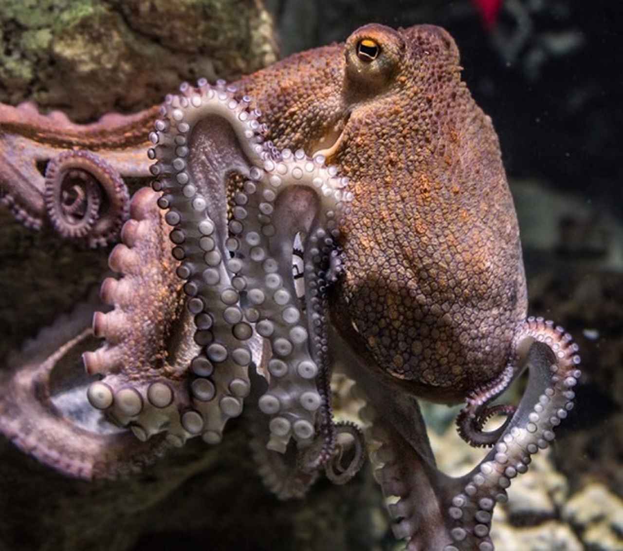 <p>Polvo – É o único molusco invertebrado entre as espécies mais inteligentes. Tem três corações e oito tentáculos. É carnívoro, alimenta-se de uma variedade de peixes, crustáceos e moluscos. Existem mais de 300 espécies de polvos.</p>
