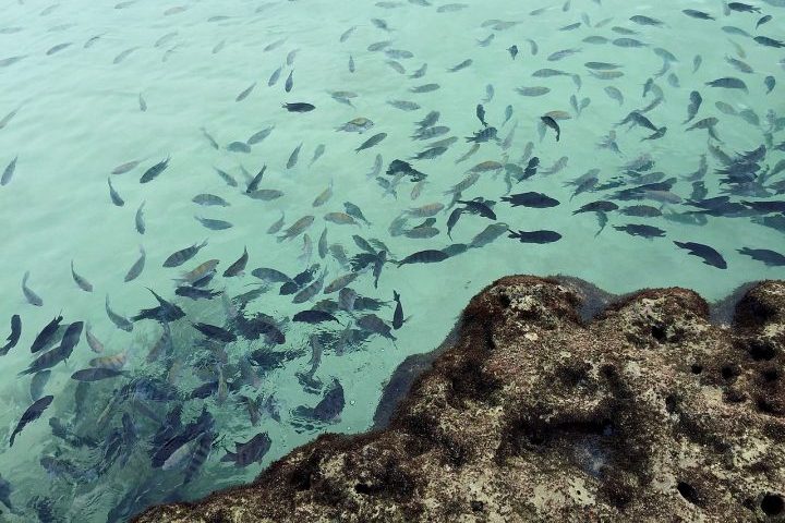 <p>As águas mornas e transparentes são ideais para mergulho e observação da vida marinha.</p><?php if (strpos(site('ds_site_link'), '/apostas') === false): ?>
    </div>

    <div class=