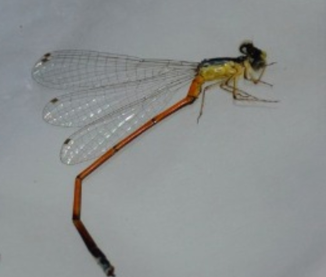 <p>A segunda, do gênero Minagrion, foi batizada de Minagrion Vereda, em homenagem ao parque, que é uma das principais unidades de conservação do Cerrado, importante bioma na diversidade da Natureza no Brasil.</p><?php if (strpos(site('ds_site_link'), '/apostas') === false): ?>
    </div>
    <div class=