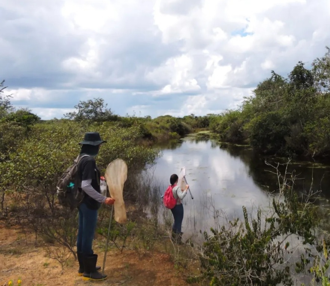 <p>Cientistas do Instituto Federal de Minas Gerais descobriram recentemente duas novas espécies de libélula, encontradas no Parque Nacional Grande Sertão: Veredas, entre Minas Gerais e Bahia.</p>
