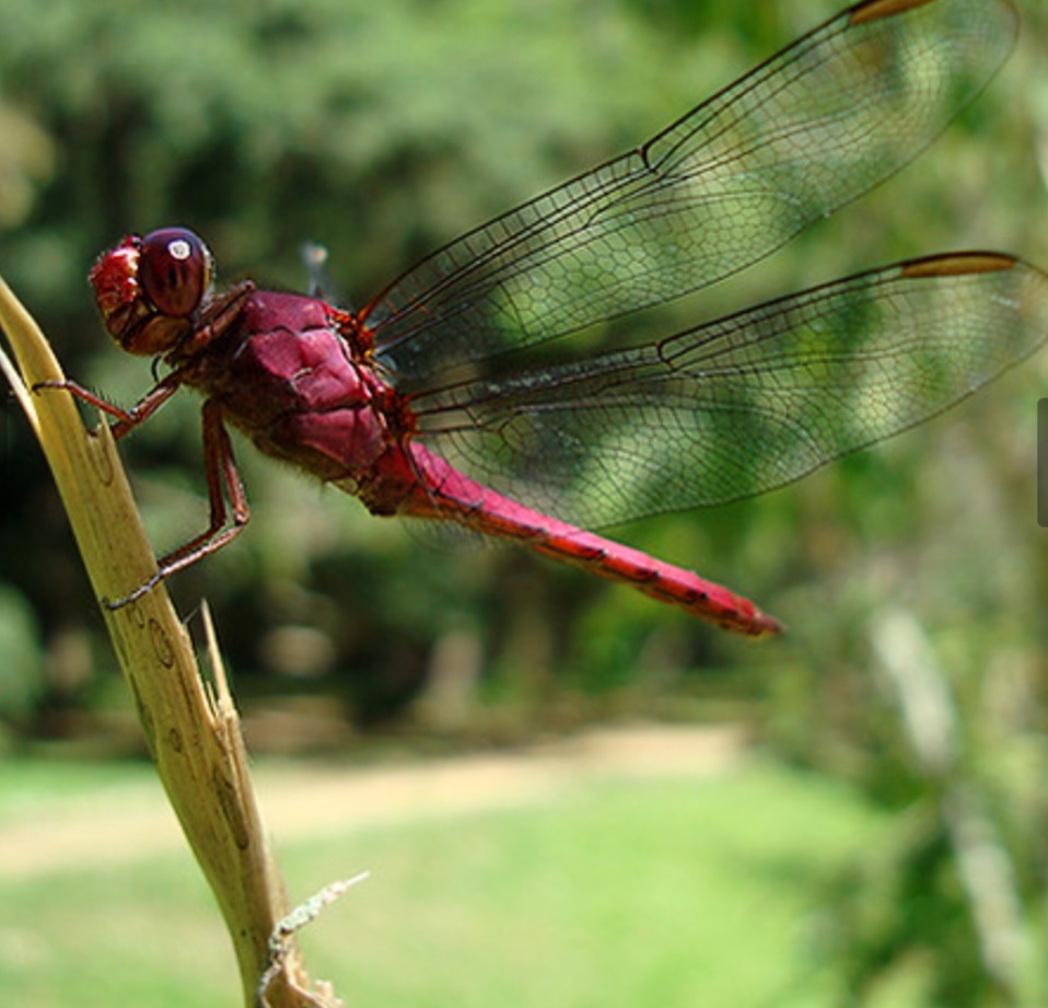 <p>A Libélula Vermelha é um nome comum para várias espécies da família Libellulidae que apresentam cores brilhantes, como a Sympetrum sanguineum, conhecida como Libélula Sangüínea ou Libélula de Fogo</p>
