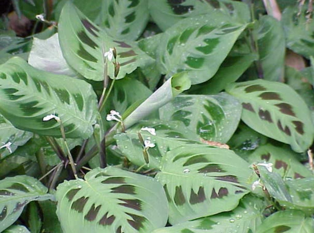 <p>A Maranta (Maranta leuconeura), com suas folhas coloridas e padrões geométricos, é uma planta que chama a atenção pela beleza e delicadeza. Nativa do Brasil, a Maranta é muito cultivada como planta de interior, sendo popular por sua capacidade de prosperar em ambientes sombreados e úmidos.</p><?php if (strpos(site('ds_site_link'), '/apostas') === false): ?>
  </div>

  <div data-type=