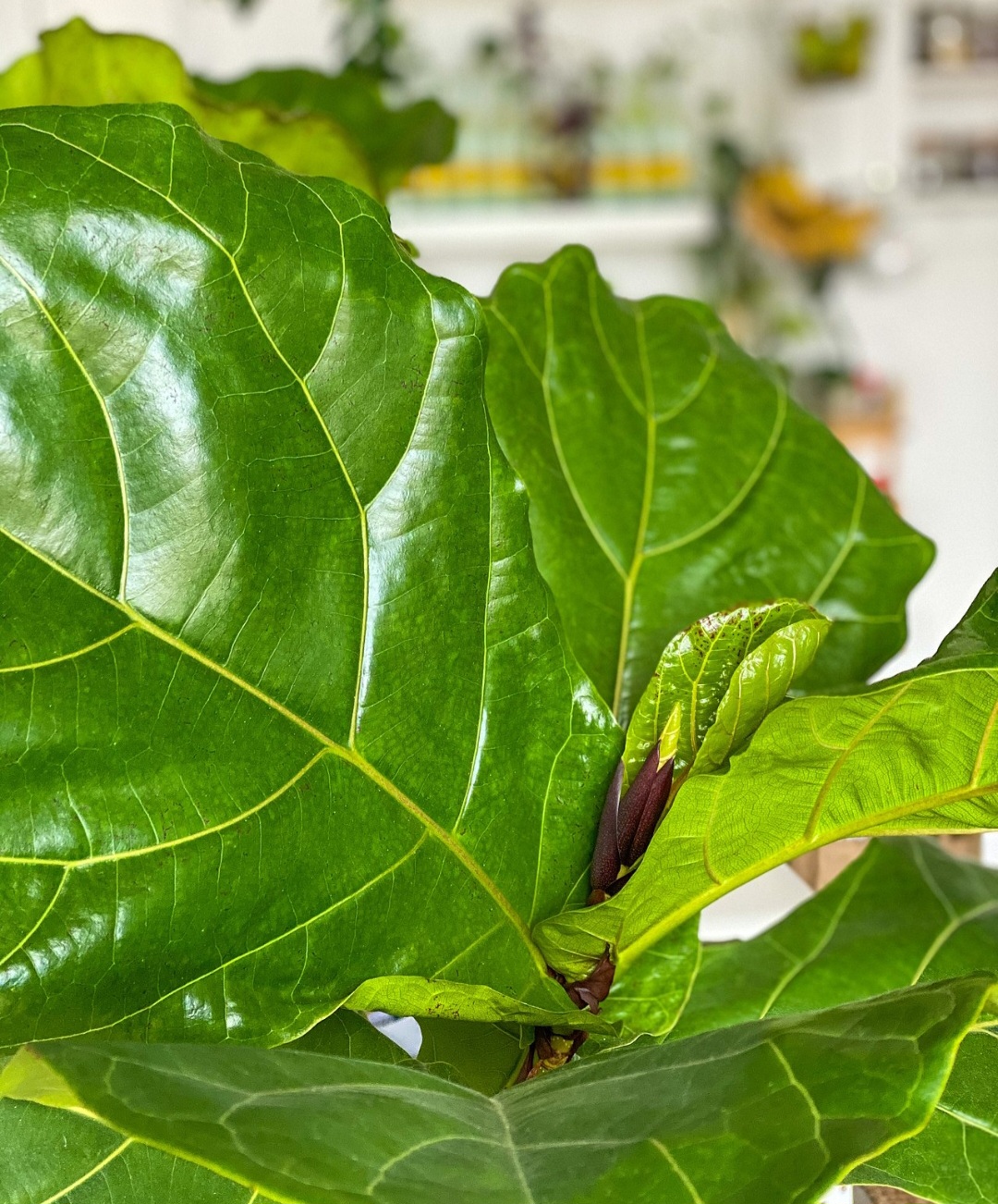 <p>A Ficus-lira (Ficus lyrata) tem folhas grandes em forma de violino, que são verdadeiramente impressionantes. Originária da África Ocidental, ela é encontrada em jardins tropicais e cultivada em interiores, sendo especialmente valorizada por sua aparência imponente.</p><?php if (strpos(site('ds_site_link'), '/apostas') === false): ?>
    </div>
    <div class=